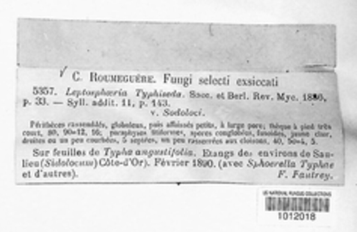 Septoriella vagans image